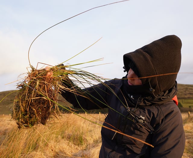 Aberystwyth University artist to give peatbogs a voice 