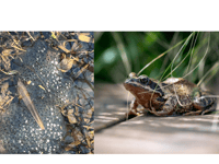 Curious kids urged to leave frogspawn and tadpoles in their ponds