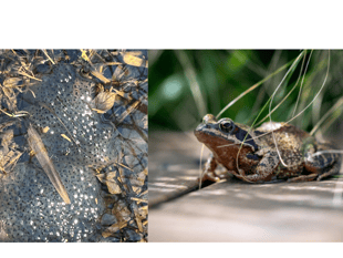 Curious kids urged to leave frogspawn and tadpoles in their ponds