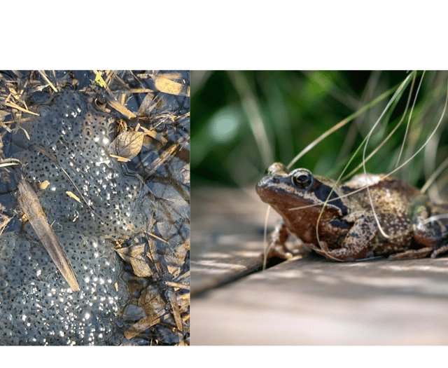 Curious kids urged to leave frogspawn and tadpoles in their ponds