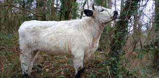 Ynyshir's Ancient Cattle of Wales recognised on rare breed watch list
