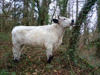 Ynyshir's Ancient Cattle of Wales recognised on rare breed watch list