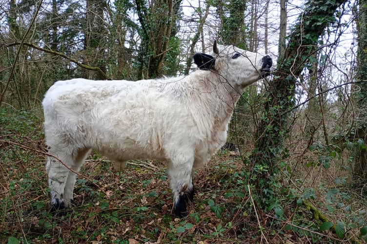 Dyfi Aled is a Welsh White steer "will be continuing his conservation grazing work in the local area over spring and summer". Welsh White is one of the six colour types of the Ancient Cattle of Wales.