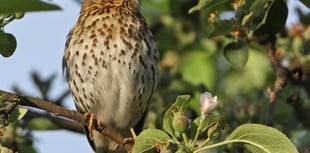 Help Woodland Trust record impact of changing weather on nature