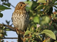 Help Woodland Trust record impact of changing weather on nature