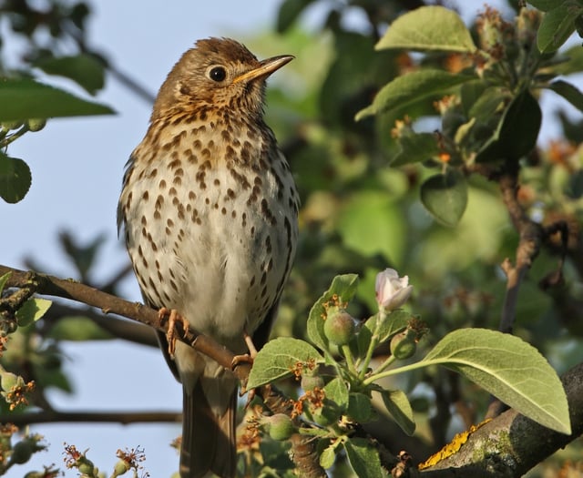 Help Woodland Trust record impact of changing weather on nature