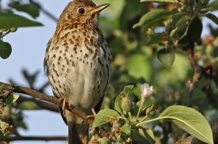 collecting records of public sightings of frogspawn and blackthorn blossom, as well as the singing of the song thrush, to track the health of the planet.