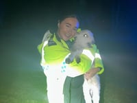 Police called multiple times to rescue sheep on A470