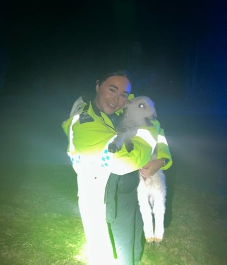 Police called multiple times to rescue sheep on A470