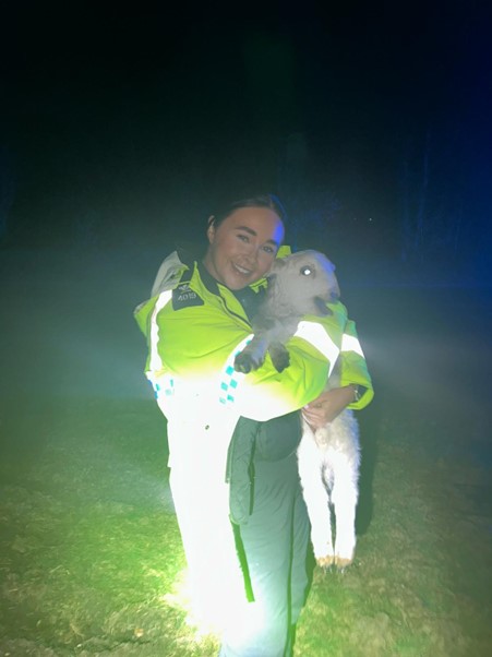 North Wales Police Gwynedd South picture of PC 4019 with one of the rescued sheep