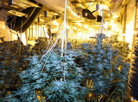 Cannabis plants worth £595K found in disused Carmarthen tyre centre