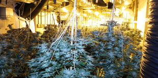 Cannabis plants worth £595K found in disused Carmarthen tyre centre