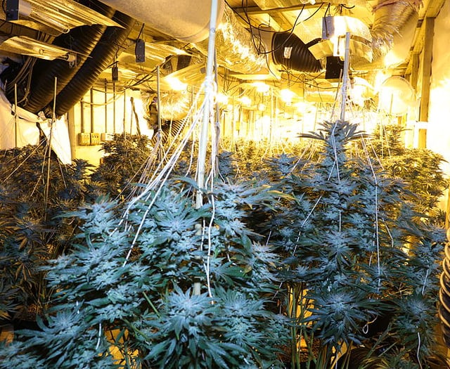 Cannabis plants worth £595K found in disused Carmarthen tyre centre