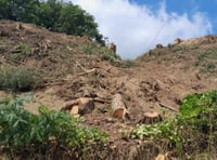 Fine for illegally felling trees in 400-year-old wood