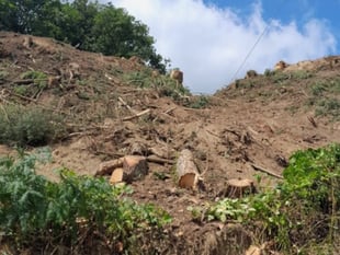 Fine for illegally felling trees in 400-year-old wood