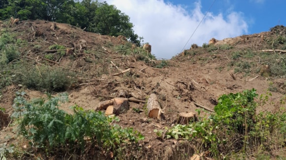 A Llanfihangel-ar-Arth company has been fined for illegally felling trees