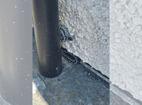 First adders of the season spotted in Borth