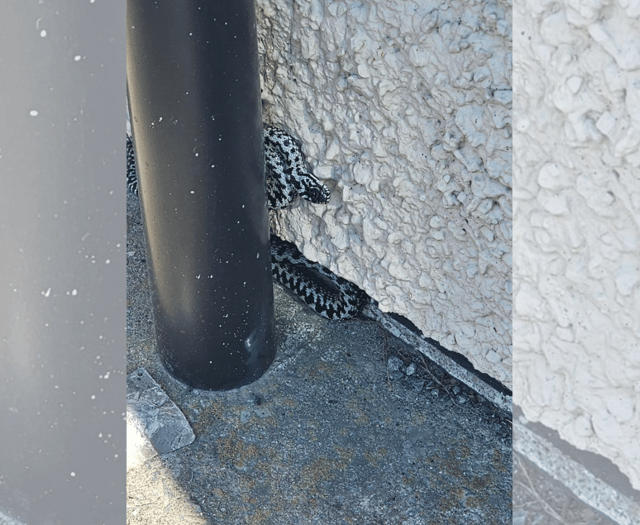 First adders of the season spotted in Borth