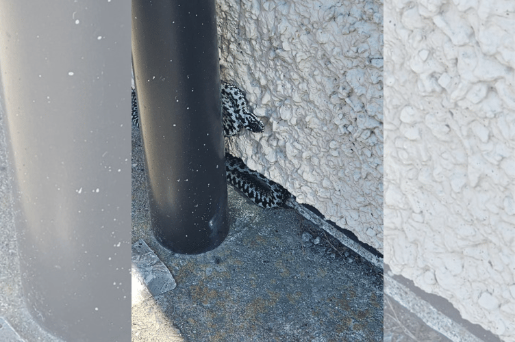The adder was spotted on 3 April on Borth high street