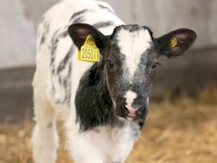 WATCH: Rural Digital Connectivity: A Catalyst for Thriving Farming
