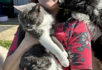 Aberaeron pet groomer nominated for award