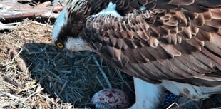 Dyfi Valley ospreys deliver first egg of the season