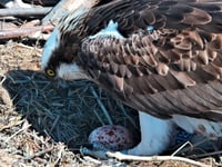 Dyfi Valley ospreys deliver first egg of the season