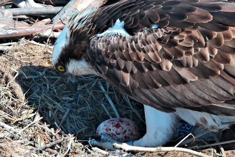 Telyn with her first egg of the season in her nest at the Dyfi Osprey Project