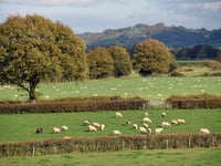 Dog walkers urged to keep pets on a lead this Easter