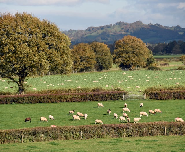 Dog walkers urged to keep pets on a lead this Easter