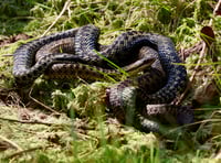 Watch: Rare footage of adders mating - ends up in a brawl near Borth