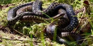 Watch: Rare footage of adders mating - ends up in a brawl near Borth