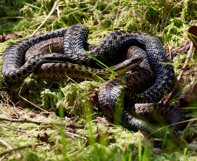 Watch: Rare footage of adders mating - ends up in a brawl near Borth
