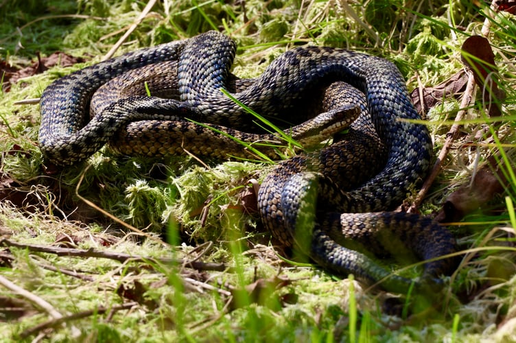 Photographer Simon Batty captured a rare image of two adders mating near Borth