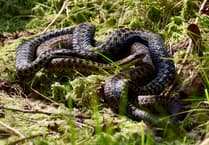 Watch: Rare footage of Borth adders mating gets interrupted - turns into a brawl