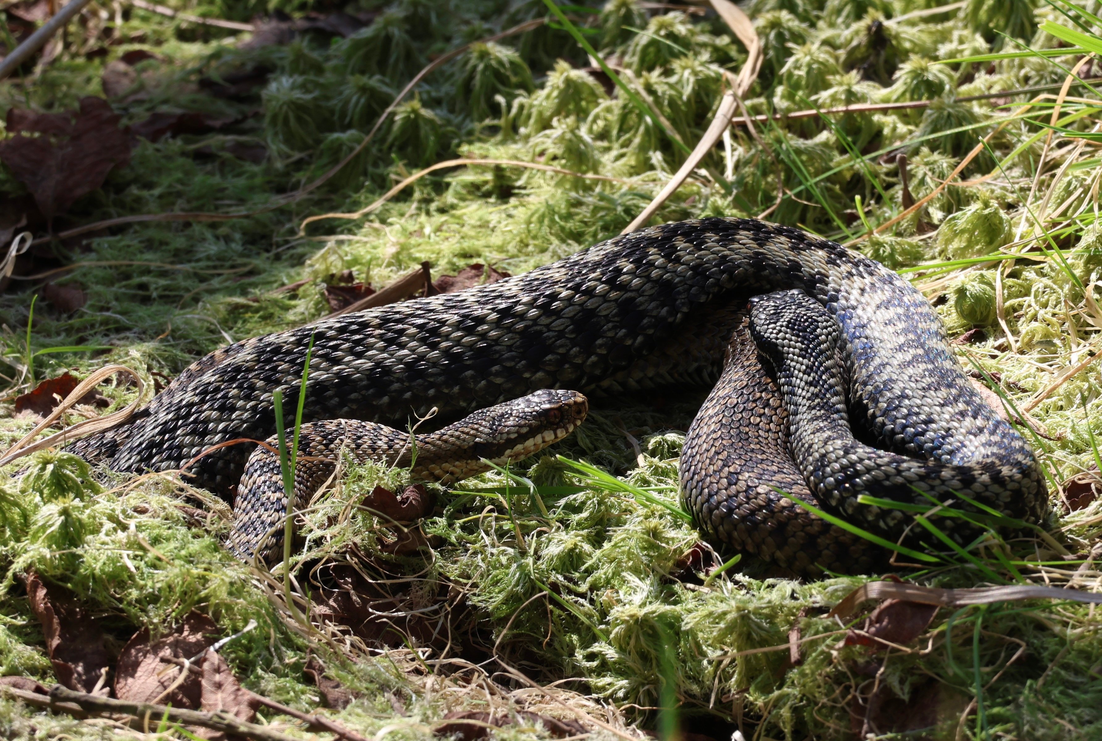 Watch: Rare footage of Borth adders mating gets interrupted - turns ...
