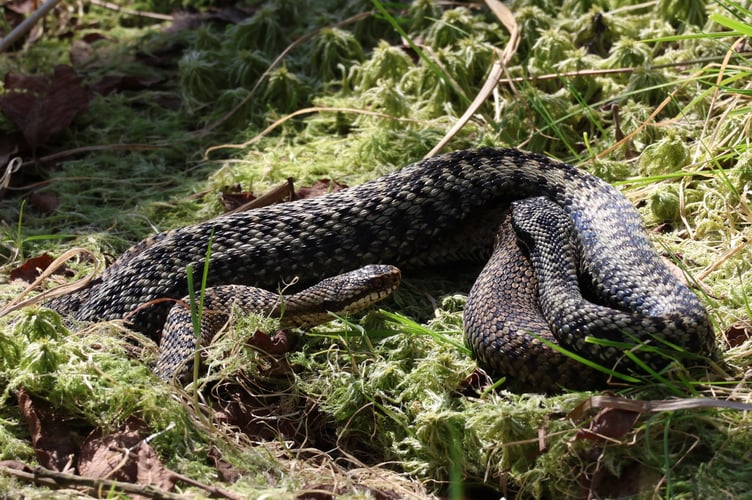 The two adders caught in their mating dance