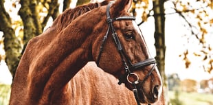 Tragedy at Carmarthenshire horse centre: Woman dies