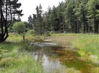 Public consultation on the future of two Cambrian Mountain forests