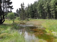 Public consultation on the future of two Cambrian Mountain forests