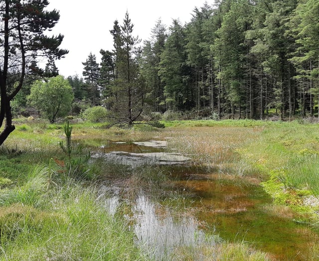 Public consultation on the future of two Cambrian Mountain forests