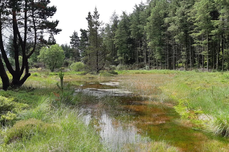 Forests