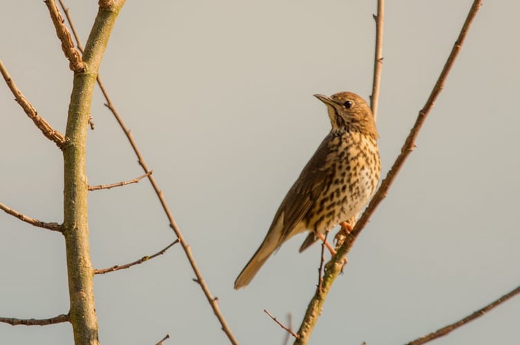 Song Thrush