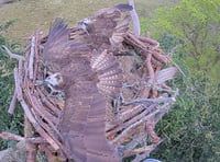 Glaslyn ospreys fight nest "intruders"