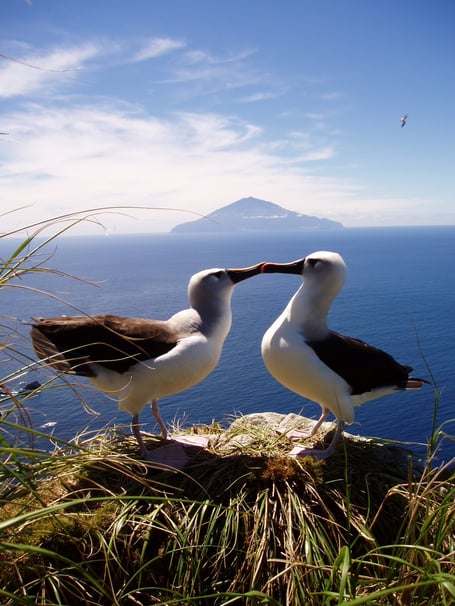 The Tristan Albatross is a critically endangered species