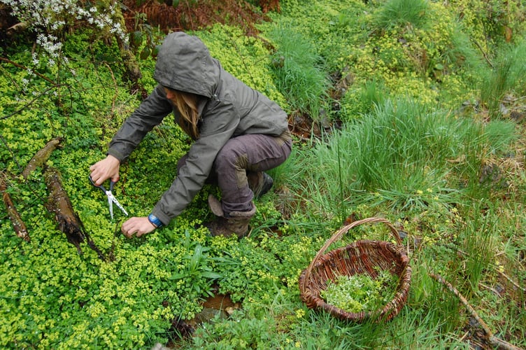 Kara out in her local woodland collecting opposite-leaved golden-saxifrage to make up part of a wild salad