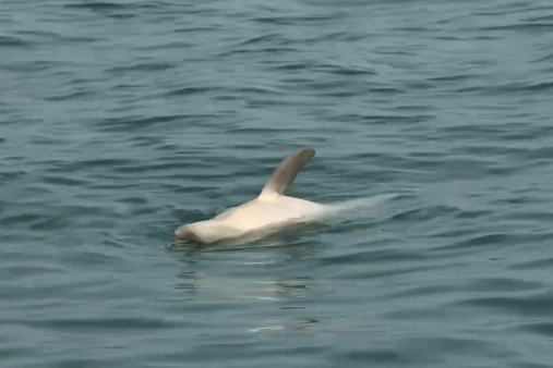 A still of the footage captures the common dolphin calf floating dead in the water
