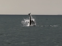 Rare footage captures moment a dolphin pod kill an infant dolphin calf