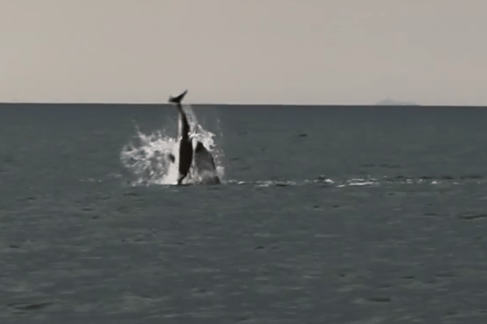 A videographer captured an "incredibly rare encounter" in which a pod of bottlenose dolphins killed a common dolphin calf