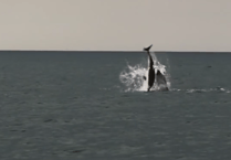 Rare footage captures moment a dolphin pod kill an infant dolphin calf
